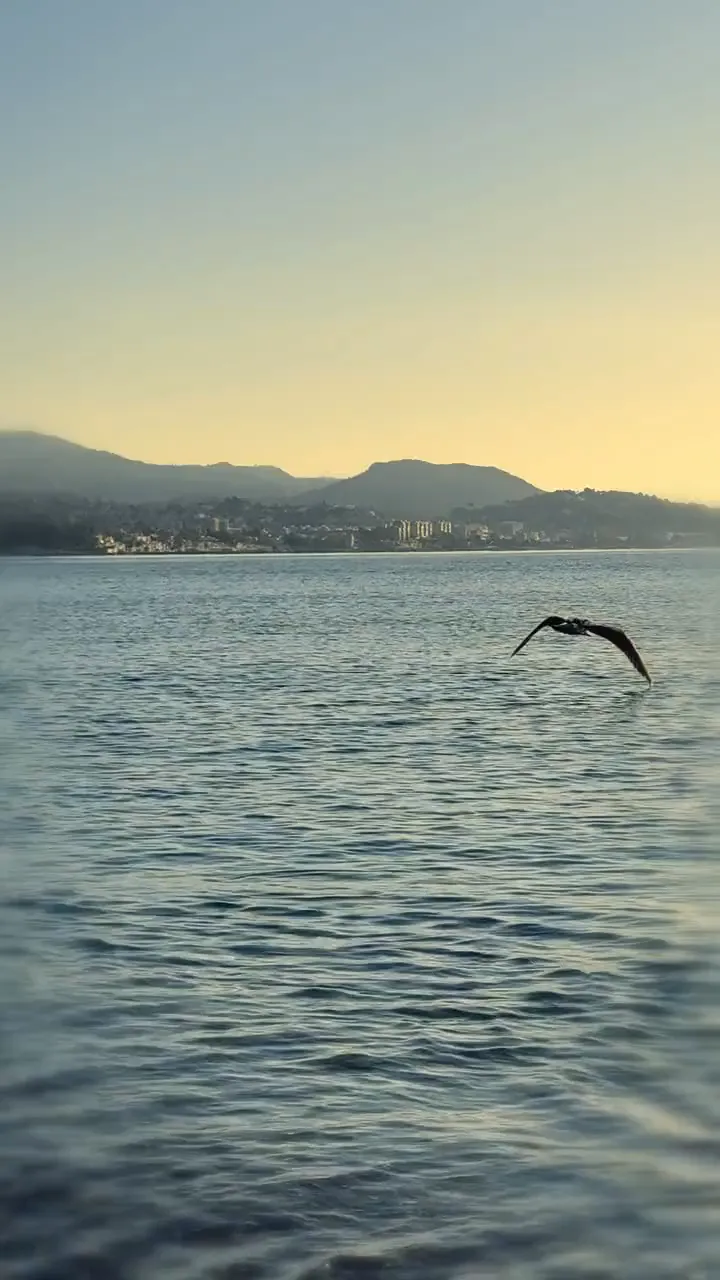Una gaviota volando sobre el mar